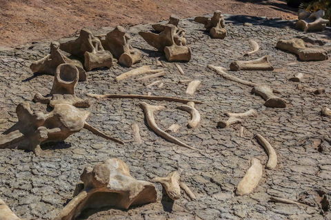 Australian Age Of Dinosaurs - Accommodation Cooktown 2