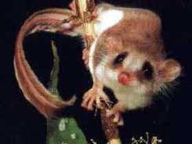 Carrowong Fauna Sanctuary - Accommodation Cooktown 0