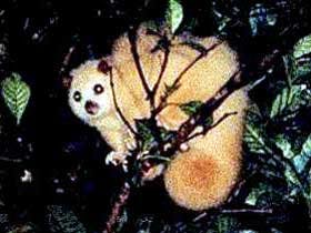 Carrowong Fauna Sanctuary - Accommodation Cooktown 1