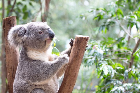 Featherdale Wildlife Park - Accommodation Cooktown 1