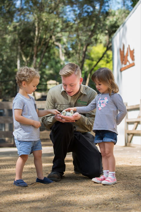 Featherdale Wildlife Park - Accommodation Cooktown 2