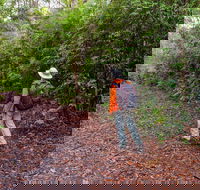 Gibraltar-Washpool World Heritage Walk - Accommodation Cooktown