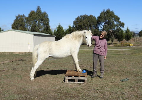Horses Teaching Humans - Accommodation Cooktown 1