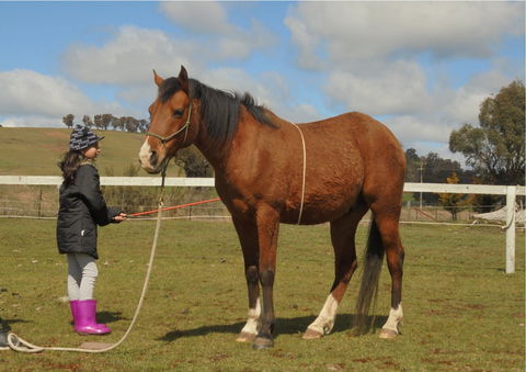 Horses Teaching Humans - Accommodation Cooktown 2