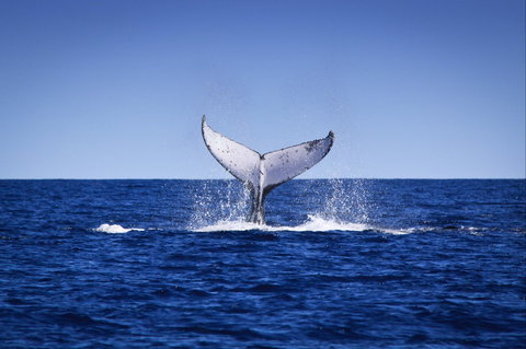Humpback Whales - Accommodation Cooktown 0