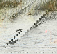 Little Llangothlin Picnic Area - Accommodation Cooktown