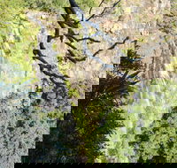 Morans Falls track Lamington National Park