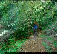 Mount Cougal Springbrook National Park - Accommodation Cooktown