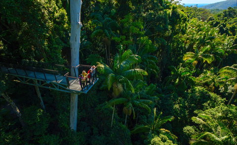 Tamborine Rainforest Skywalk - Accommodation Cooktown 0