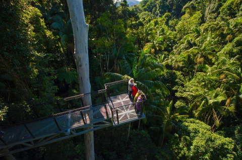 Tamborine Rainforest Skywalk - Accommodation Cooktown 1