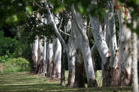 Teven Valley Golf Course - Accommodation Cooktown 1