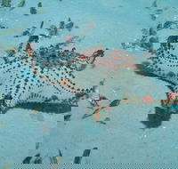 The Pines Dive Site - Accommodation Cooktown