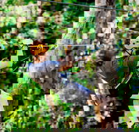 TreeTop Challenge Currumbin Wildlife Sanctuary - Accommodation Cooktown