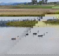 Beardy Waters Dam and Woodlands - Accommodation Cooktown