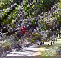 Forest Path Crooked Brook - Accommodation Cooktown