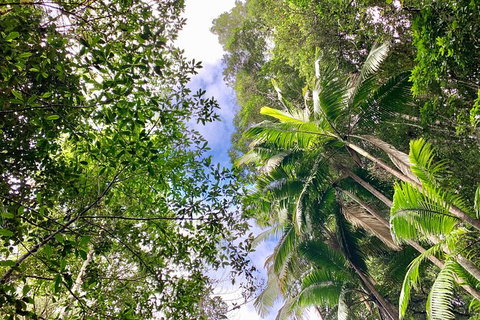 Guided E Bike Tour - Unicorn Falls & National Park - Accommodation Cooktown 5