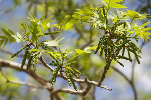 Pecan Farm Tour And Workshop, Byron Bay Hinterland - Accommodation Cooktown 2