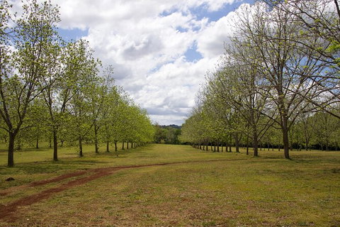 Pecan Farm Tour And Workshop, Byron Bay Hinterland - Accommodation Cooktown 6