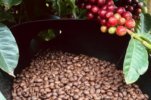 Coffee Farm Tour And Workshop, Byron Bay Hinterland - Accommodation Cooktown 1