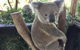 Central Coast Private Tour From Sydney, Plus Included Australian Reptile Park - thumb 2