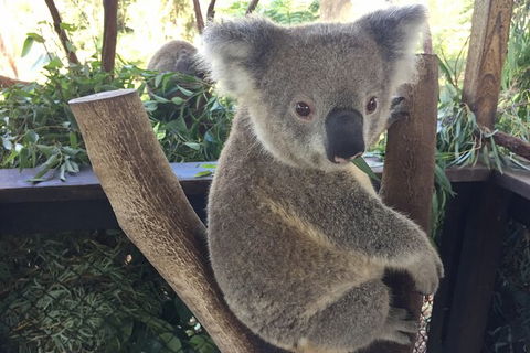 Central Coast Private Tour From Sydney, Plus Included Australian Reptile Park - Accommodation Cooktown 2