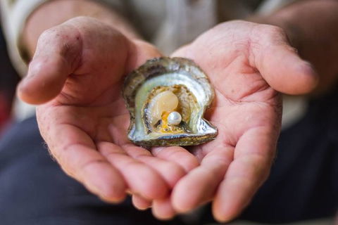 Australian Pearl Experience & Kangaroo Encounter Day Trip From Sydney - Accommodation Cooktown 3