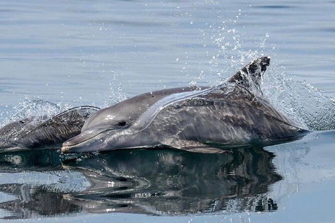 Julian Rocks Byron Bay Cruise - Accommodation Cooktown 1