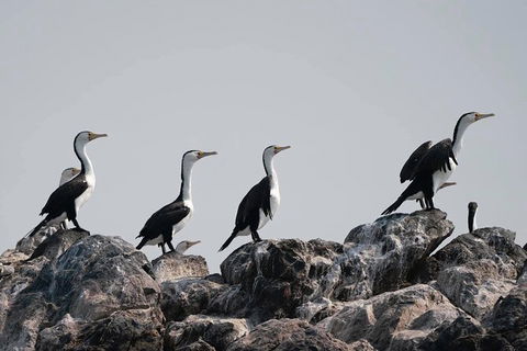 Julian Rocks Byron Bay Cruise - Accommodation Cooktown 10