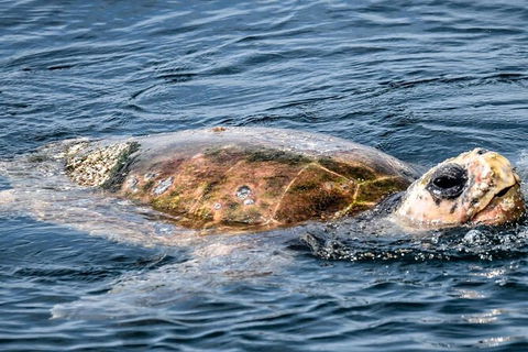 Julian Rocks Byron Bay Cruise - Accommodation Cooktown 16