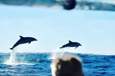 Julian Rocks Byron Bay Cruise - Accommodation Cooktown 18