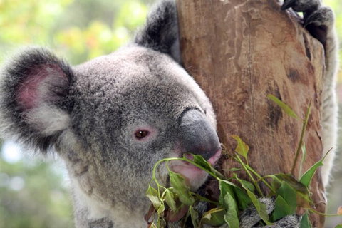 Private 10-hour Tour To Blue Mountains From Sydney - Hotel Pick Up & Drop Off - Accommodation Cooktown 2