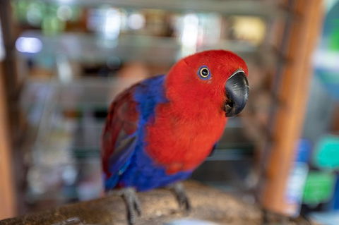 Daintree Rainforest, Cape Tribulation And Bloomfield Track Small Group Tour - Accommodation Cooktown 14