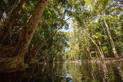 Daintree Rainforest, Cape Tribulation And Bloomfield Track Small Group Tour - Accommodation Cooktown 7