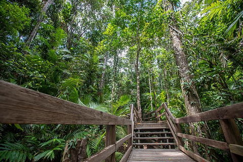 Daintree Rainforest, Cape Tribulation And Bloomfield Track Small Group Tour - Accommodation Cooktown 13