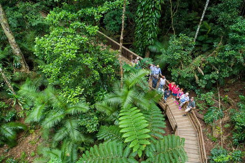 Daintree Rainforest, Cape Tribulation And Bloomfield Track Small Group Tour - Accommodation Cooktown 0