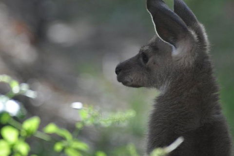 3-Day Family Outback Explorer Tour Of Cunnamulla - Accommodation Cooktown 1