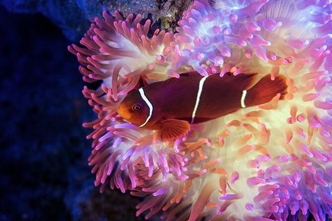 Cairns Aquarium By Twilight With 3 Course Dinner - Accommodation Cooktown 6