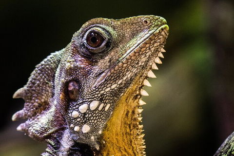 Cairns Aquarium By Twilight With 3 Course Dinner - Accommodation Cooktown 5