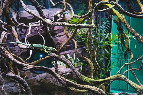 Cairns Aquarium By Twilight With 3 Course Dinner - Accommodation Cooktown 8