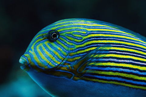 Cairns Aquarium By Twilight With 3 Course Dinner - Accommodation Cooktown 4