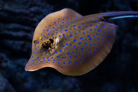 Cairns Aquarium By Twilight With 3 Course Dinner - Accommodation Cooktown 2