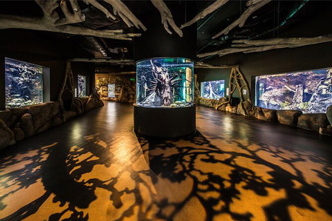 Cairns Aquarium Tour By Twilight With Drink And Appetiser - Accommodation Cooktown 4