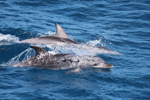 Sandy Straits Scenic & Wildlife Cruise - Accommodation Cooktown 1