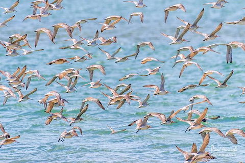 Sandy Straits Scenic & Wildlife Cruise - Accommodation Cooktown 4