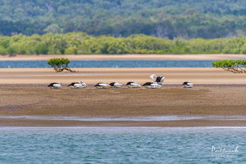 Sandy Straits Scenic & Wildlife Cruise - Accommodation Cooktown 3