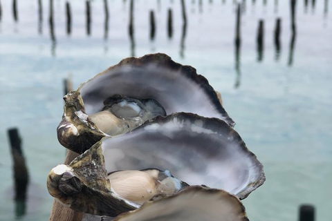 Coffin Bay Oysters, Ocean & Nature Tour - Accommodation Cooktown 6