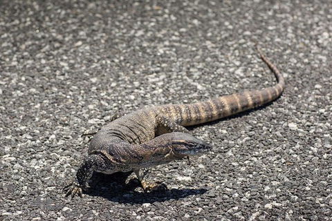 Coffin Bay Oysters, Ocean & Nature Tour - Accommodation Cooktown 5