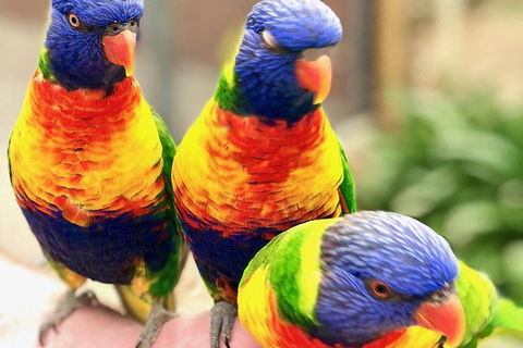 Coffin Bay Oysters, Ocean & Nature Tour - Accommodation Cooktown 1