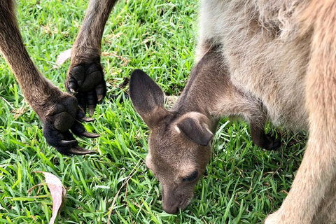 Coffin Bay Oysters, Ocean & Nature Tour - Accommodation Cooktown 10