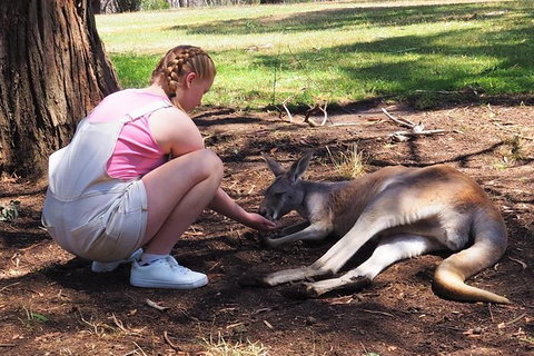 Adelaide Driving Tour - Accommodation Cooktown 0